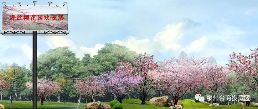 泉州首个樱花公园即将在海丝艺术公园内建成