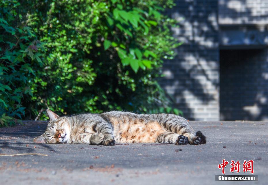 南京农业大学猫咪“监考官” 引围观