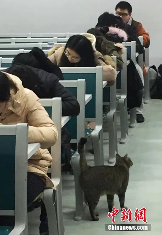 南京农业大学猫咪“监考官” 引围观