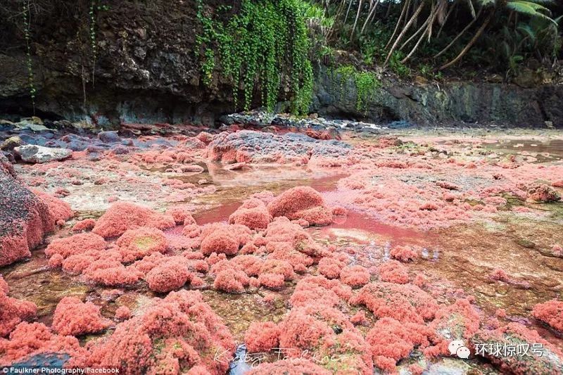 气势恢宏！澳圣诞岛数百万小红蟹大军迁向丛林