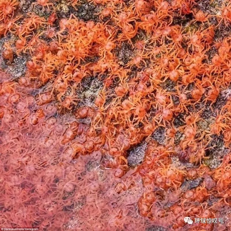 气势恢宏！澳圣诞岛数百万小红蟹大军迁向丛林（2）