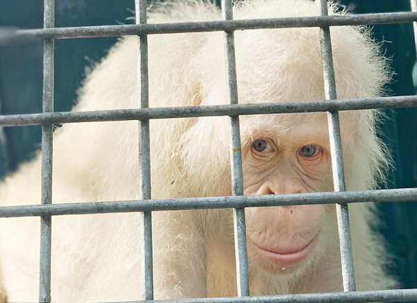 罕见！全球唯一一只白化猩猩将搬人造岛免猎杀