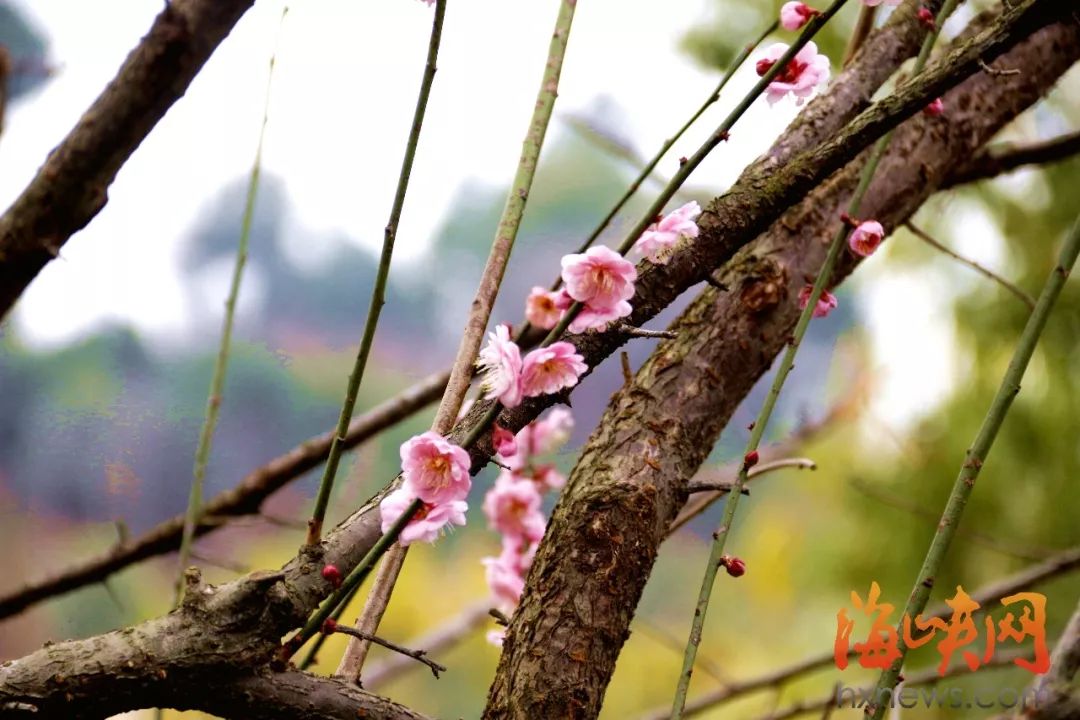 福州12个生态公园齐亮相 春节假期有得玩啦