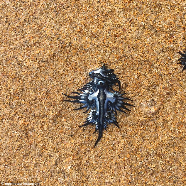 罕见奇异蓝蛞蝓惊现澳洲沙滩 颜色鲜艳有毒性