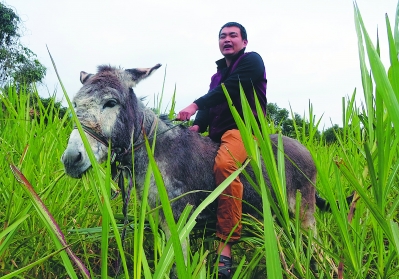  中国的驴快被吃光了 漳州“驴倌”攻克“驴脾气”