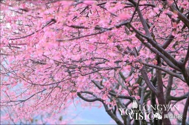 美醉！龙岩永福樱花园美景再上央视刷屏全国