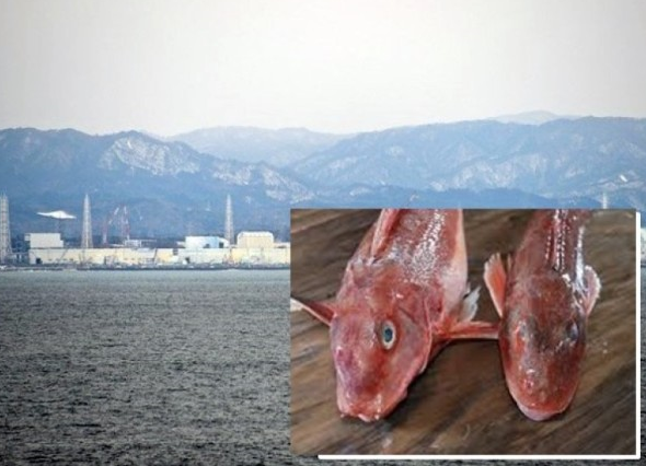 福岛核电站附近海域 发现超标“辐射鱼”(图)