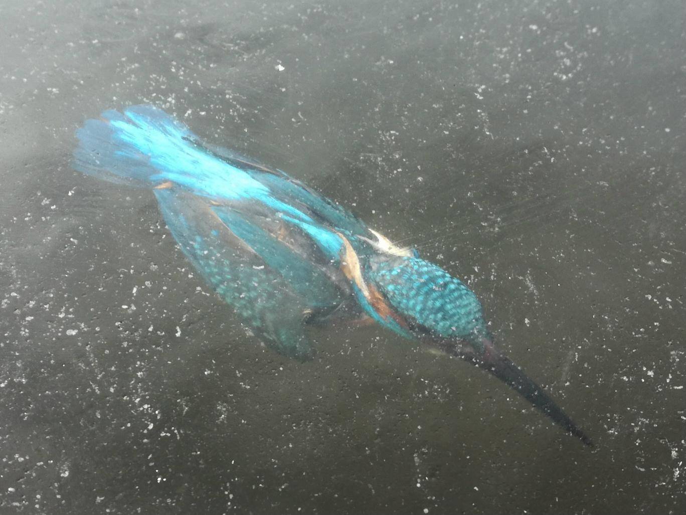 翠鸟入水抓鱼出意外 保持捕鱼动作瞬间遭冰封
