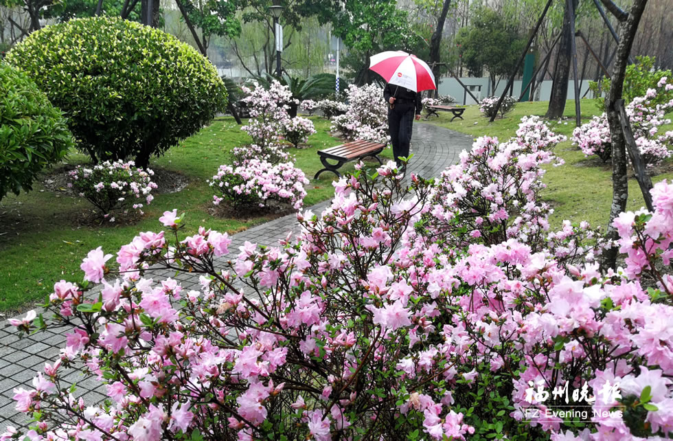 福州琴亭湖公园80种杜鹃花将绽放 现已盛开30多种