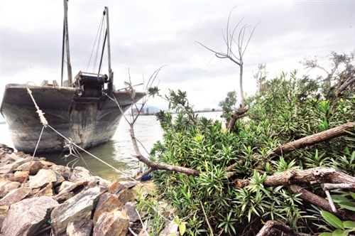福州一500吨运沙船撞上沙滩公园绿化带 大树被连根撞断