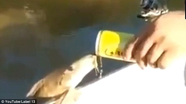 酒量惊人！巴西河中一条鱼爬上船只豪饮20口啤酒
