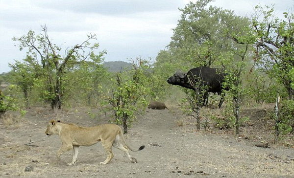 震撼！南非母牛神勇驱退14只狮子哀悼被杀幼崽