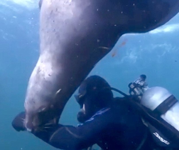呆萌可爱！加拿大一“贪吃”海狮水中戏咬潜水员