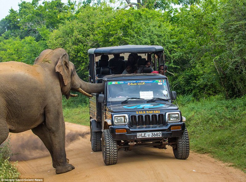 斯里兰卡公园：乘吉普车游客遭大象“亲密接触”