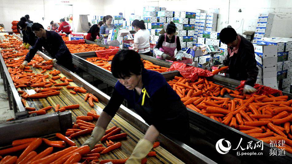 图：晋江胡萝卜大丰收 一二三产业融合快速推进