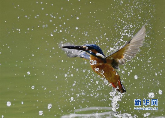 春天来了 福州国家森林公园看翠鸟戏水