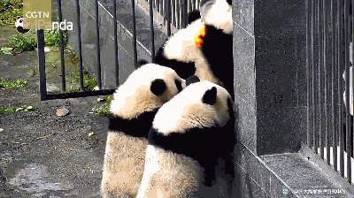 四只熊猫宝宝越狱萌翻了 英国每日邮报天天靠熊猫吸粉
