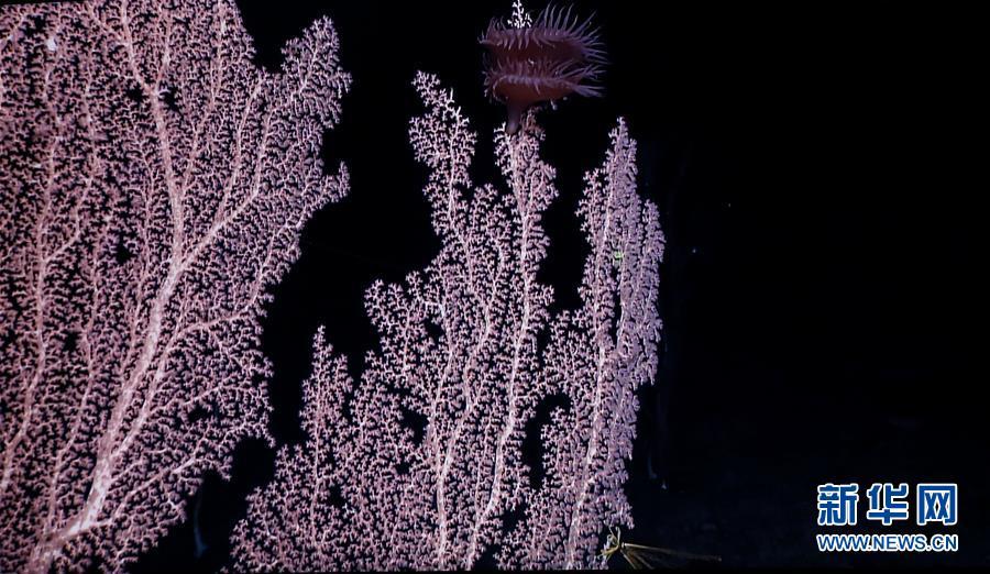 中国科考船在西太平洋麦哲伦海山发现“珊瑚林”