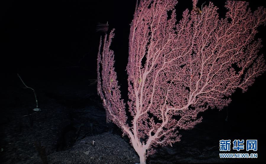 中国科考船在西太平洋麦哲伦海山发现“珊瑚林”