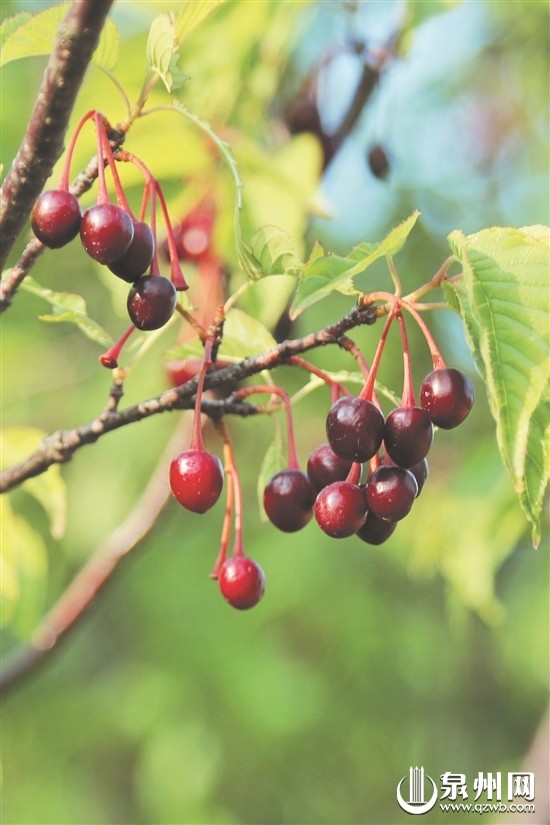 樱花的果实不要采 泉州西湖公园的树木定期喷洒农药
