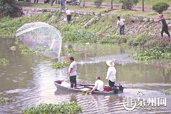 晋江九十九溪池店段冒出很多鱼 引市民聚集捞鱼