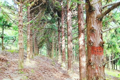 当家树种，福建省杉木育种水平领先全国