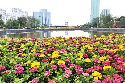 三色百日草花带扮靓福州海峡国际会展中心