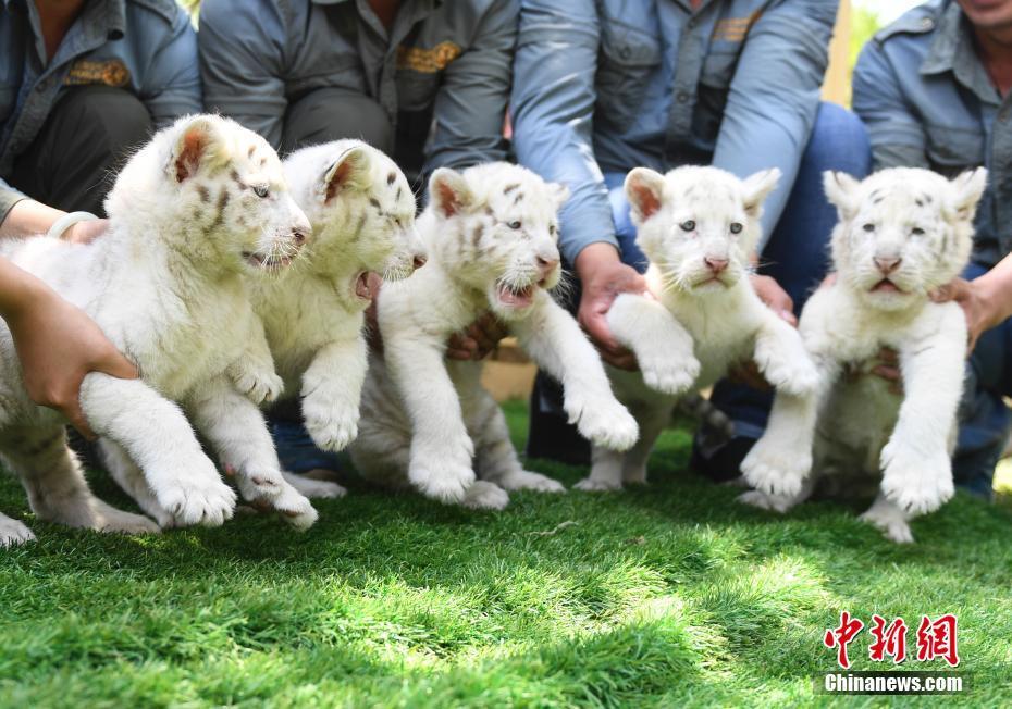 济南野生动物世界雪虎五胞胎与游客见面 模样呆萌