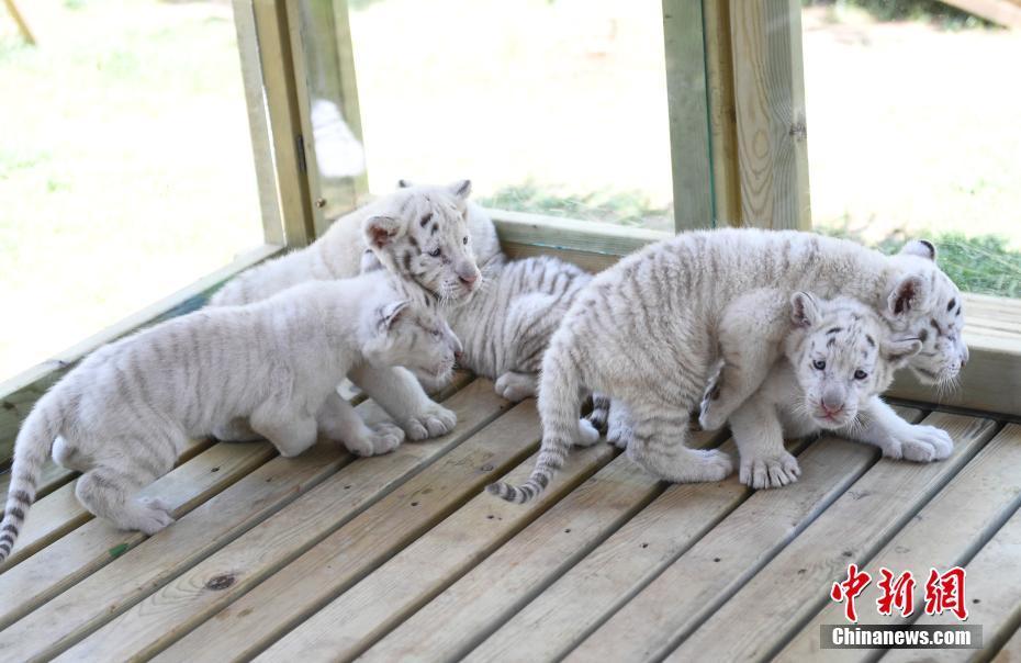 济南野生动物世界雪虎五胞胎与游客见面 模样呆萌