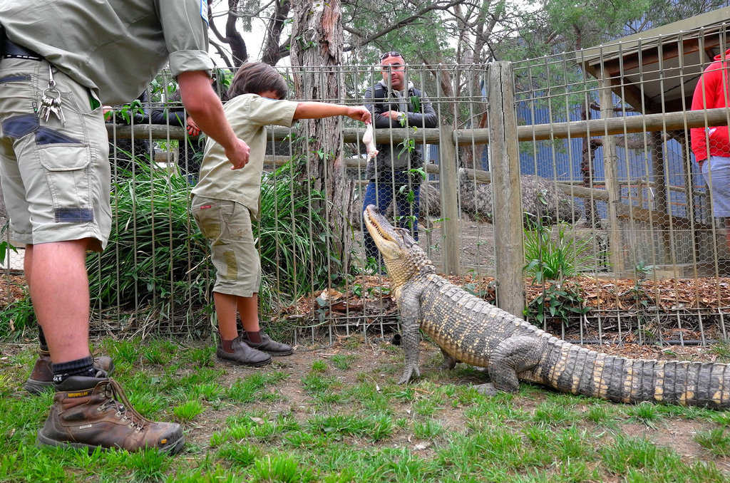 澳州男孩一岁抓蛇三岁摸鳄鱼