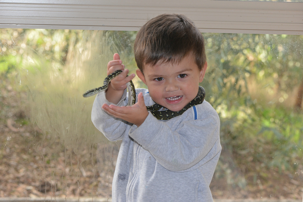 澳州男孩一岁抓蛇三岁摸鳄鱼
