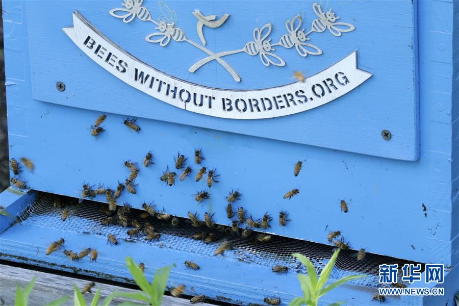 联合国举行活动庆祝首个“世界蜜蜂日”