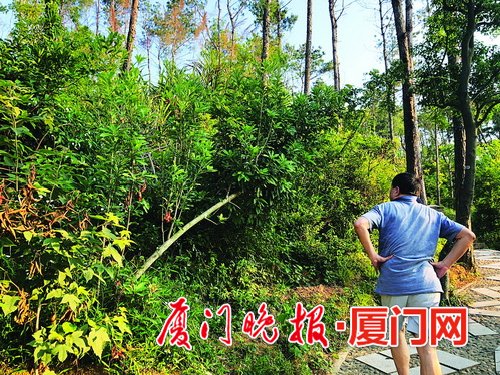 山上杨梅结果被人折断树枝采摘 厦门仙岳山景观树木遭破坏