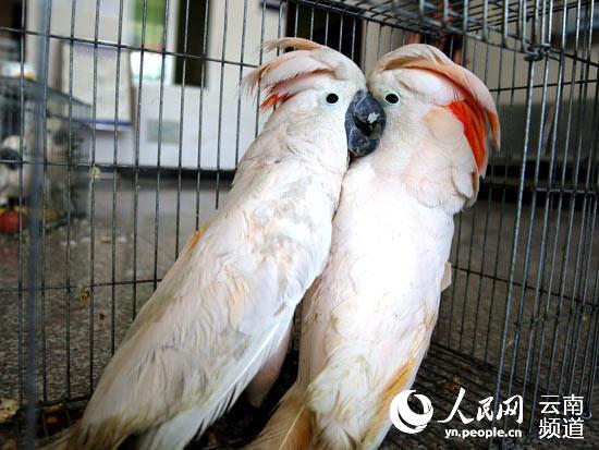 云南西双版纳查获一批濒危凤头鹦鹉 仅存不足7000只