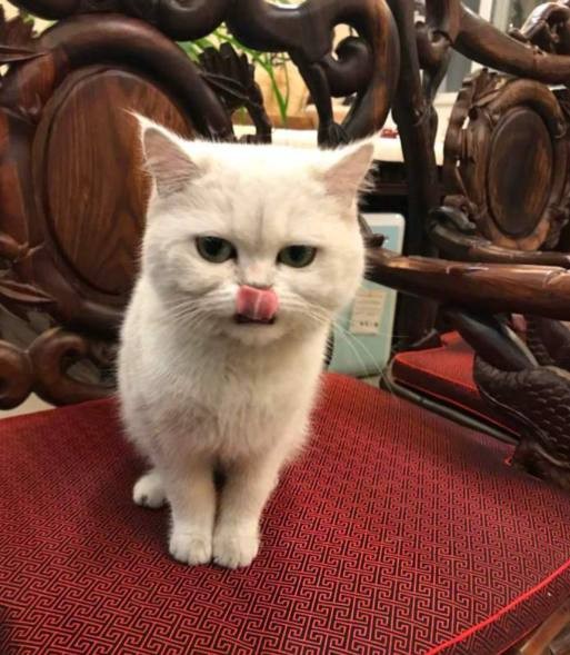 崔永元的猫安娜到底是一只什么猫?频频揭发娱