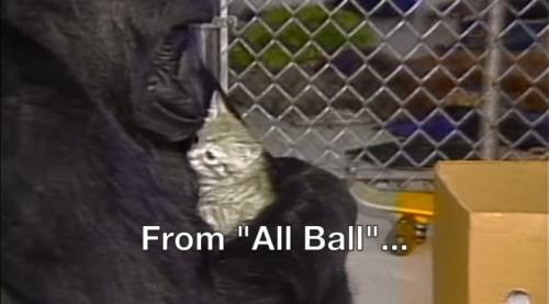 懂手语、养过猫：大猩猩“可可”去世 享年46岁(图)