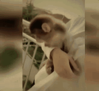 可怜!直播养猴牵出大案: 20只猕猴死亡