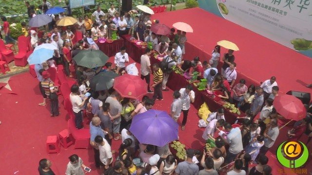 漳州岛濑首届荷花节举行剥莲子趣味比赛