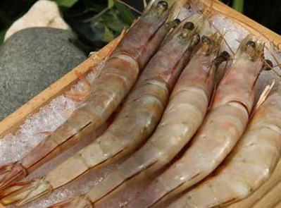 虾尾刺破手指身亡照片大公开是什么虾 盘点海洋中的剧毒生物