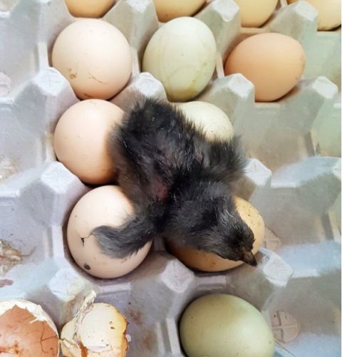 鸡蛋放阳台孵出鸡是真的吗？鸡蛋靠室温孵化出小鸡真相太惊人