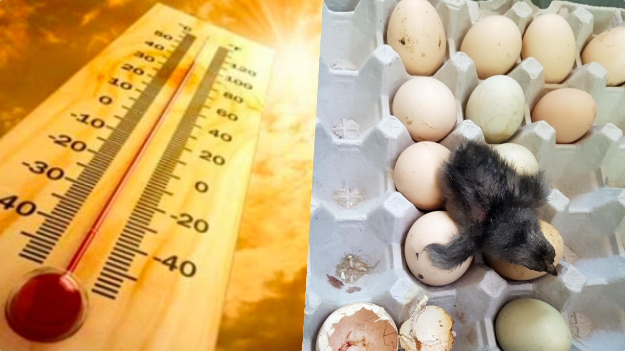 鸡蛋放阳台孵出鸡是真的吗？鸡蛋靠室温孵化出小鸡真相太惊人