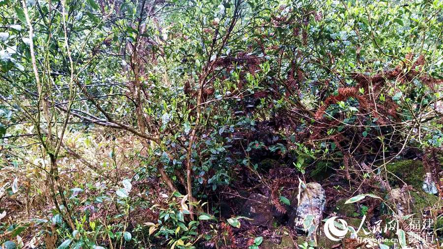 宁德寿宁发现两片明末清初野茶树林 最老树龄达三百年以上