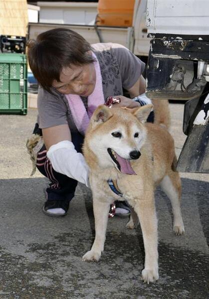 日本一柴犬遭遇泥石流 6天后奇迹生还