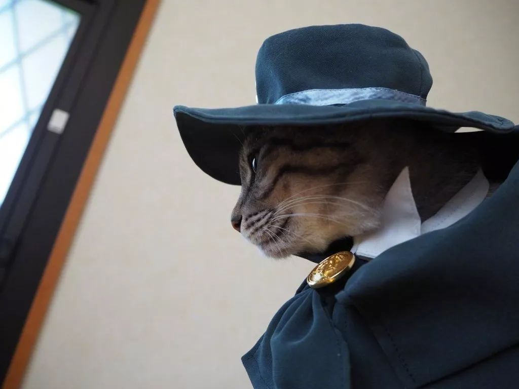 日本小哥为自家猫咪制作帅气Cos装 穿上超级帅气