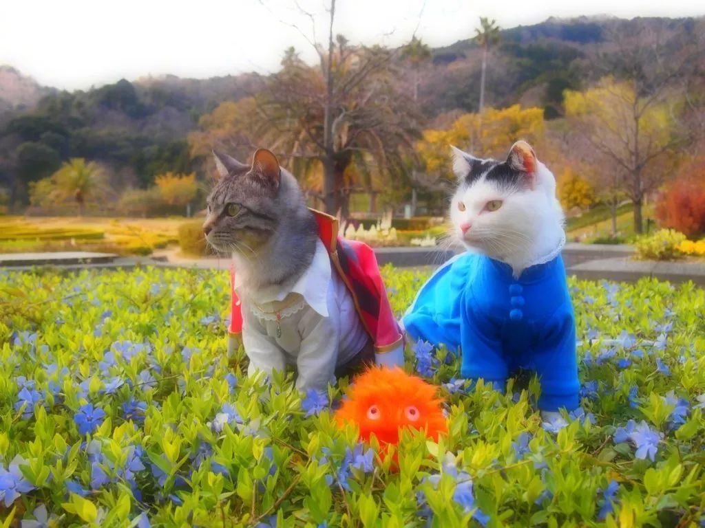 日本小哥为自家猫咪制作帅气Cos装 穿上超级帅气
