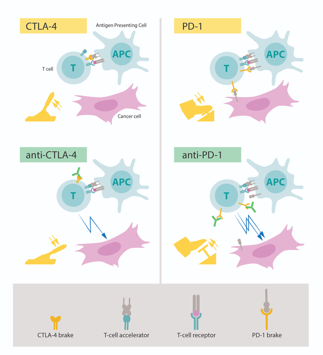图片左上角：T细胞激活需要T细胞受体与被识别为“非自体（non-self）”的其它免疫细胞结合在一起，T细胞激活也需要一种蛋白质作为T细胞的加速器。CTLA-4的功能是T细胞的制动器，可以抑制T细胞加速器的功能。 图片左下角：图中绿色部分是抗体，阻断了CTLA-4的制动功能，可以激活T细胞，并攻击癌症细胞。 图片右上角：PD-1是另一种T细胞制动器，可以抑制T细胞激活。 图片右下角：抗体抑制PD-1，抑制了T细胞激活制动功能，并且能够高效攻击癌症细胞。