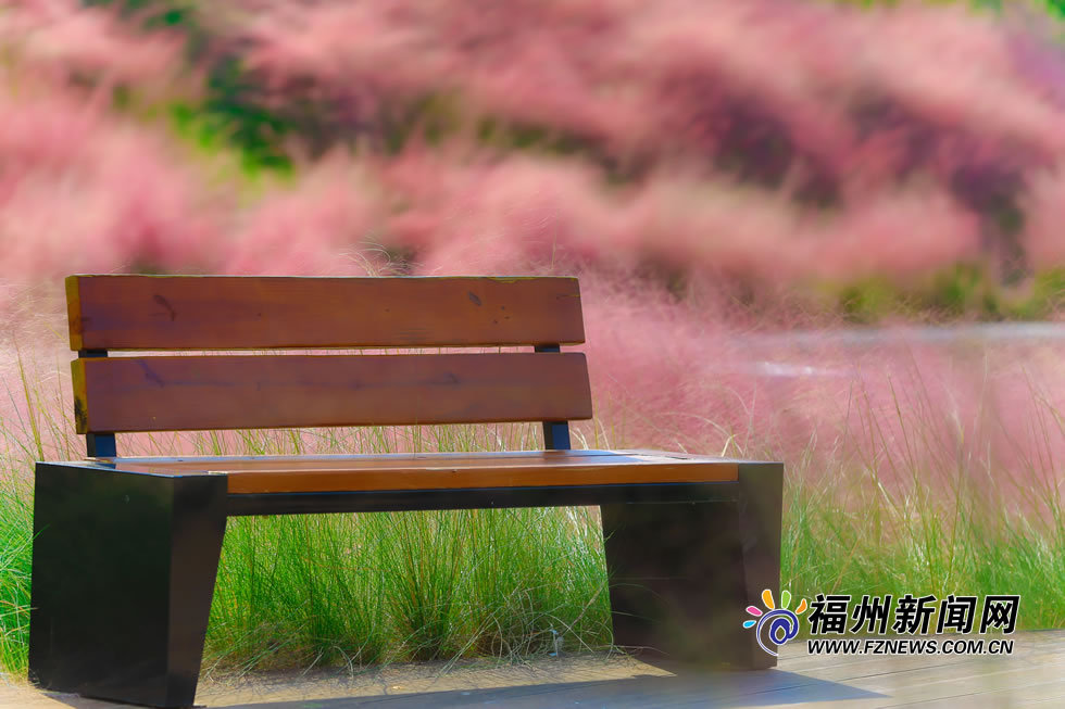 金秋时分 福州牛岗山公园变身“粉红海洋”