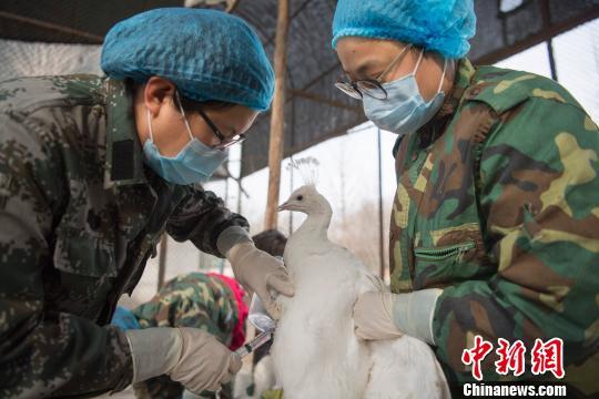 湖南凤凰发生H5N6禽流感疫情 官方称已有效控制
