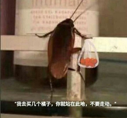 买橘子是什么意思什么梗？买橘子出处是哪里有什么常见用法
