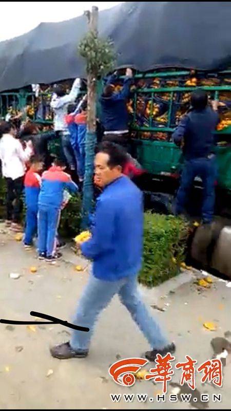 家长带孩子抢橘子：报警后被驱散 20吨橘子收了不到9千